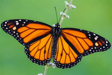 Monarch butterfly may be added to endangered species list