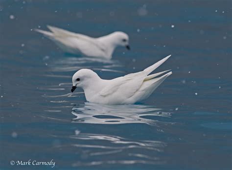 Snow Petrel (Pagodroma nivea) | The Snow Petrel is the only … | Flickr