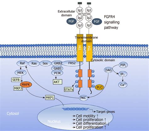 Fibroblast Cell Diagram