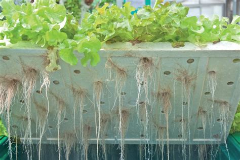 Top 5 Hydroponic Techniques | Garden Culture Magazine