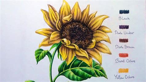 Discover more than 158 sunflower colour drawing - seven.edu.vn