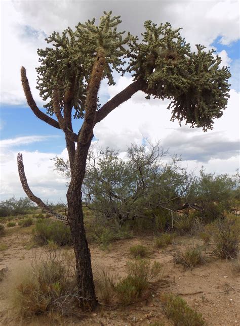 Cylindropuntia fulgida – Cholla Web