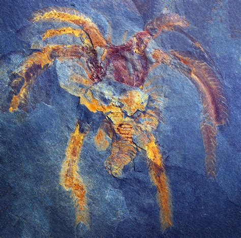 Fossils found in Morocco show giant arthropods once ruled the seas