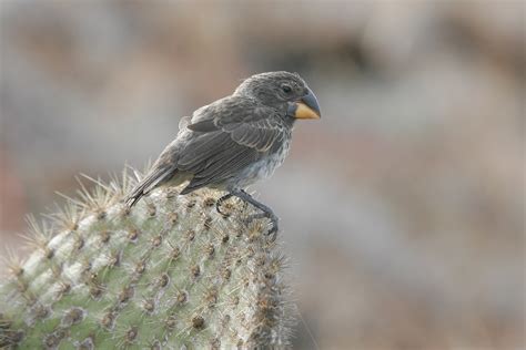 Galapagos Birding Tours - Wildlife - Birdwatching Tours - Birdquest