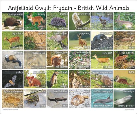 HP00053510 - 30 Bilingual Welsh British Wild Animals - Photo Board ...