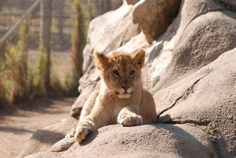 Lion Park, Gauteng | The Lion Park was first established in … | Flickr
