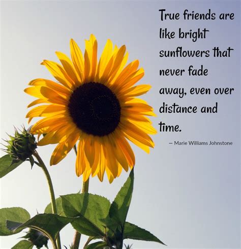 a sunflower with a quote about true friends are like bright sunflowers ...