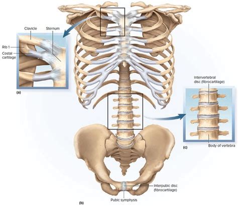 Pin on Sistema Articular