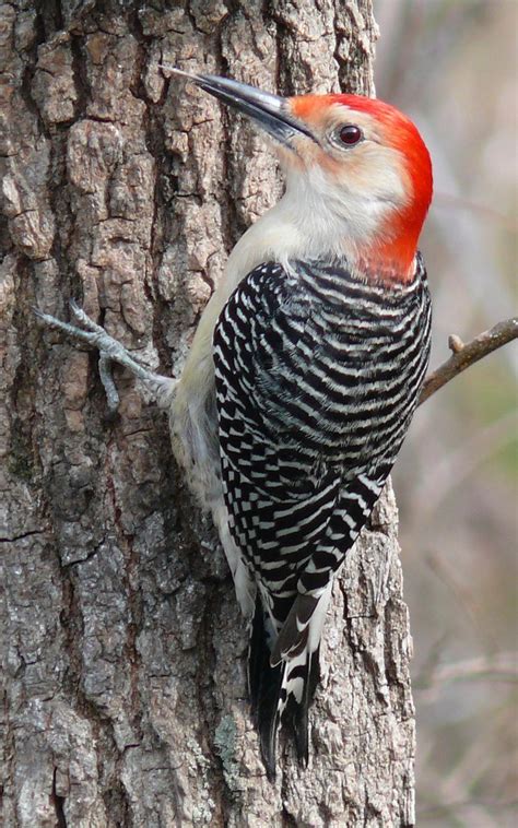 Woodpecker’s Toolbox: Exploring the Concept of Tool Use in Woodpeckers - Birds Of The Wild