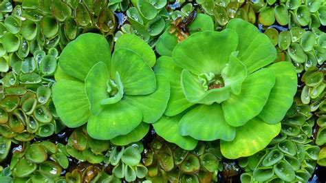 Water Lettuce: Live Aquarium Plants