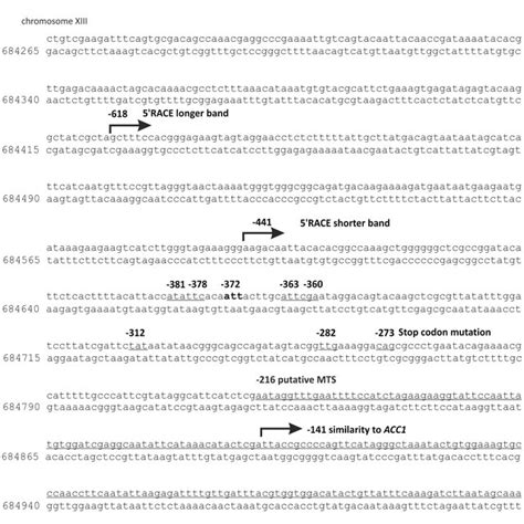 Schematic depiction of location of the introduced stop codons for stop... | Download Scientific ...