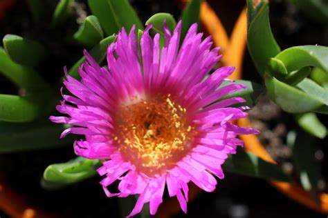 Pin by Brian Thornbury on Australian Native Plants 1 | Ground cover, Australian flowers ...