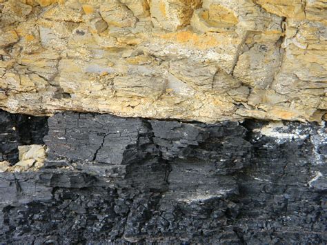 Coal Formation - Defending the Christian Faith