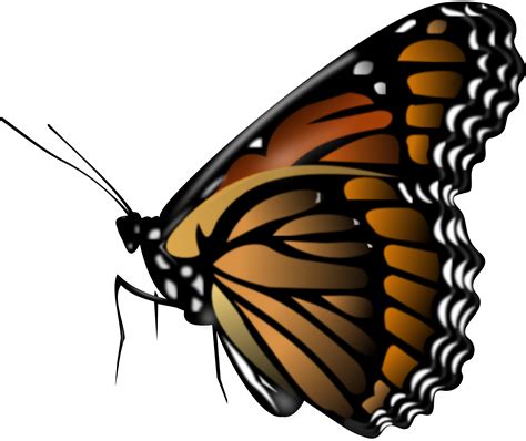 Butterfly PNG image