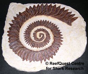 Helicoprion: an Intriguing Puzzle