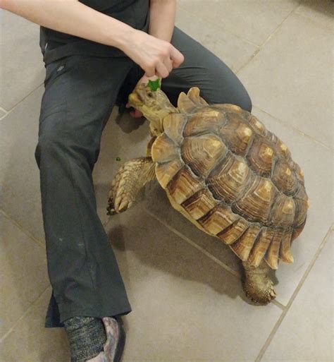 Sulcata Tortoise as a Pet: Care, Temperament and Diet - We're All About Pets