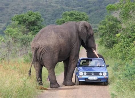 animal-size-comparison African Elephant | Africa wildlife, Animals wild ...