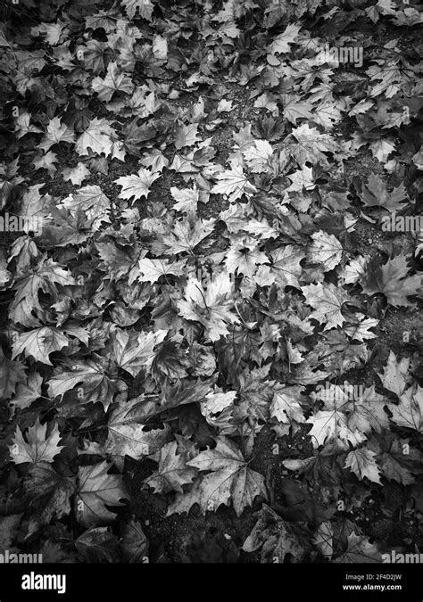 Pumpkin leaf Black and White Stock Photos & Images - Alamy