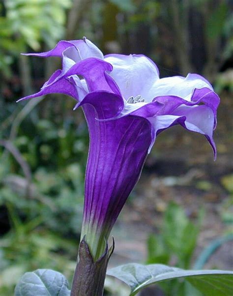 Brugmansia Seeds Purple Angel Trumpet 5 Seeds | Etsy