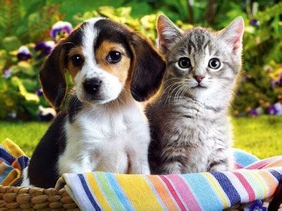 Image de chat et chien mignon