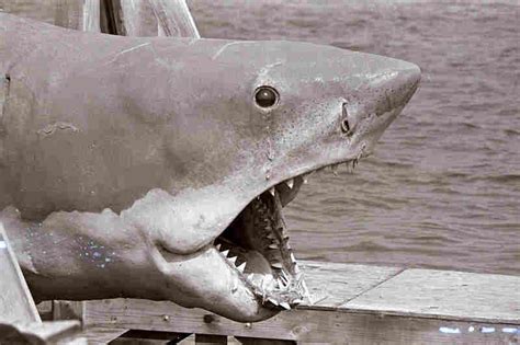 From Junkyard To Museum: The Journey Of A 'Jaws' Shark : NPR