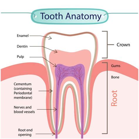 Anatomy Of Gums