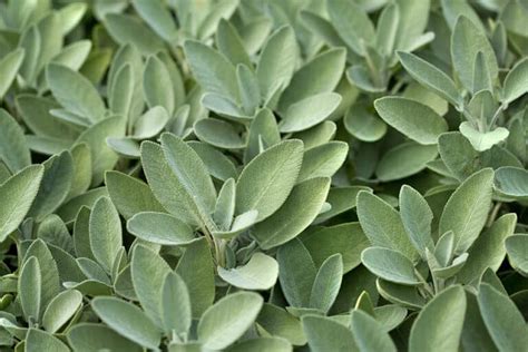 How To Grow White Sage [Super Simple] - Herbs Within