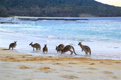 Image of A mob of six eastern grey kangaroos get wet by a wave on Depot Beach - Austockphoto