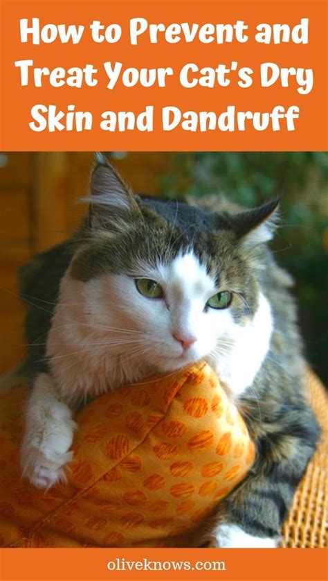 How to Prevent and Treat Your Cat's Dry Skin and Dandruff | OliveKnows in 2021 | Cat dandruff ...