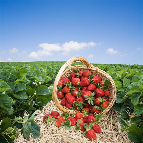 New Strawberry Varieties on the Horizon - VSC NEWS