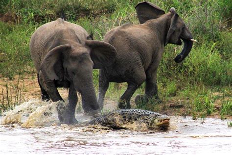 Dramatic photos capture the moment a crocodile attacks an elephant | predator-vs-prey | Earth ...