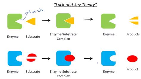 Enzymes Gcse Biology Exam Questions