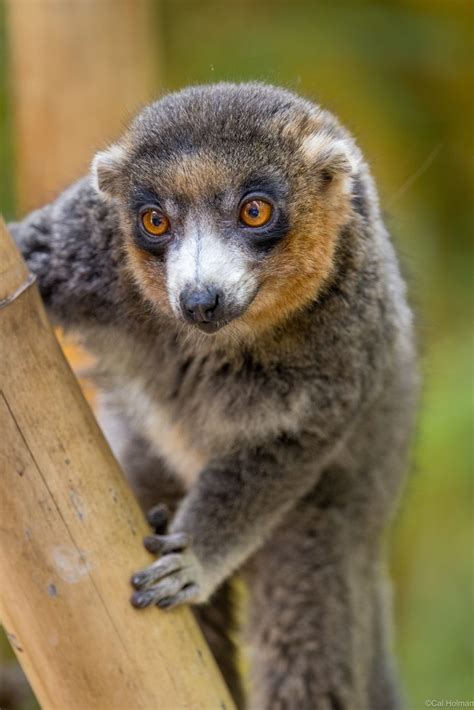 Lemur Park, Madagascar