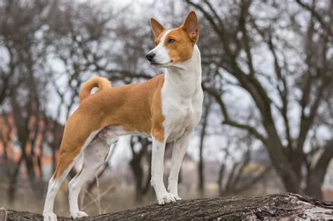 Basenji - All About Dogs | Orvis