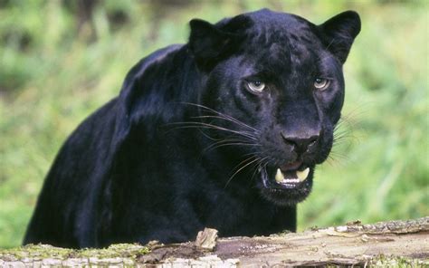 Black Panther - Animals Wallpaper (13128450) - Fanpop