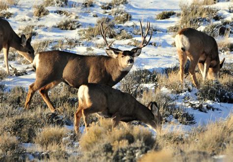 New Study Maps Mule Deer Migrations Without GPS Collars | Outdoor Life