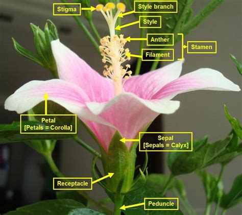 Parts Of Hibiscus Flower And Their Functions Pdf | Best Flower Site