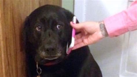 Sad Dog on the Phone | Know Your Meme