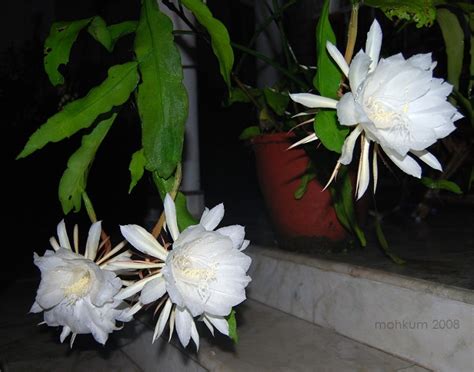 Night blooming cereus (Nishagandhi) - Plant & Nature Photos - mohkum Photoblog