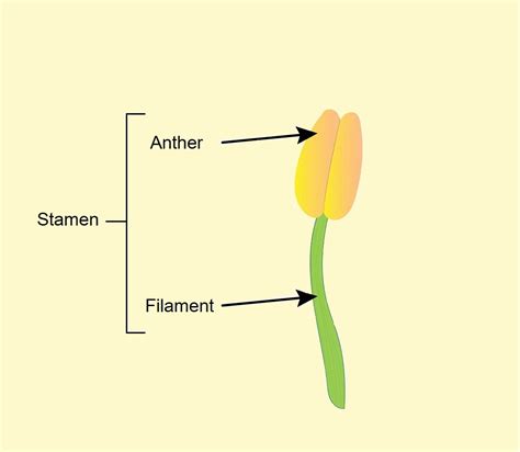 Which among the following are the parts of a male flower?