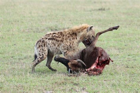 Hyenas Eating Prey Masai Mara Stock Photos - Free & Royalty-Free Stock ...