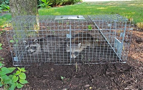 Top 4 Raccoon Prevention Tips