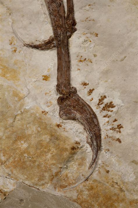 Archaeopteryx fossil - Stock Image - C045/9454 - Science Photo Library