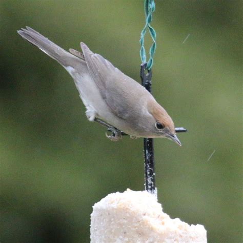 Blackcap - female