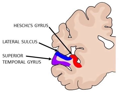 Know Your Brain: Auditory Cortex