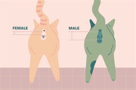 how-to-determine-the-sex-of-your-kitten. – ايران پت استور