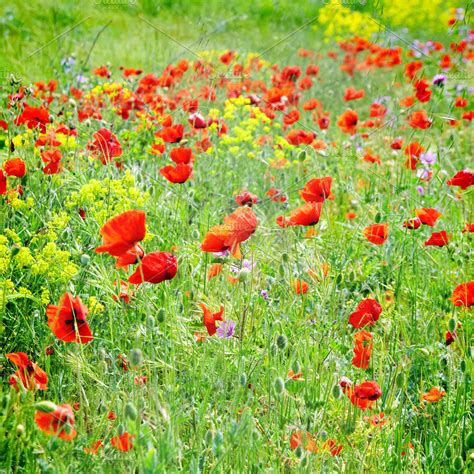 Field of poppies with green grass | High-Quality Nature Stock Photos ~ Creative Market