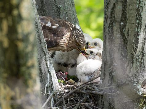 Cooper's Hawk Nesting (All You Need To Know) | Birdfact