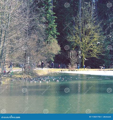 Ducks and Geese Swimming in Pond Stock Photo - Image of tree, water: 113021756