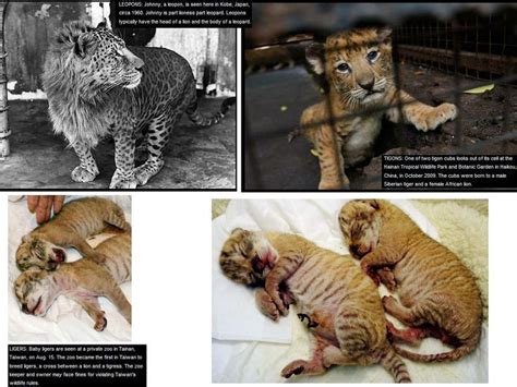 41 best images about CAT HYBRIDS on Pinterest | Asiatic lion, A lion and The head